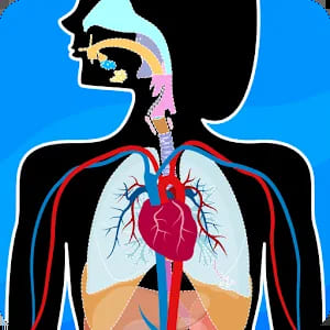 Human Anatomy - Body parts